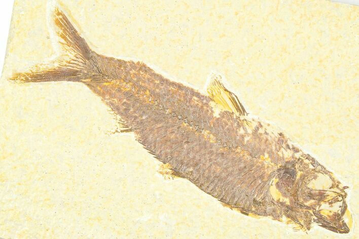 Detailed Fossil Fish (Knightia) - Wyoming #379306